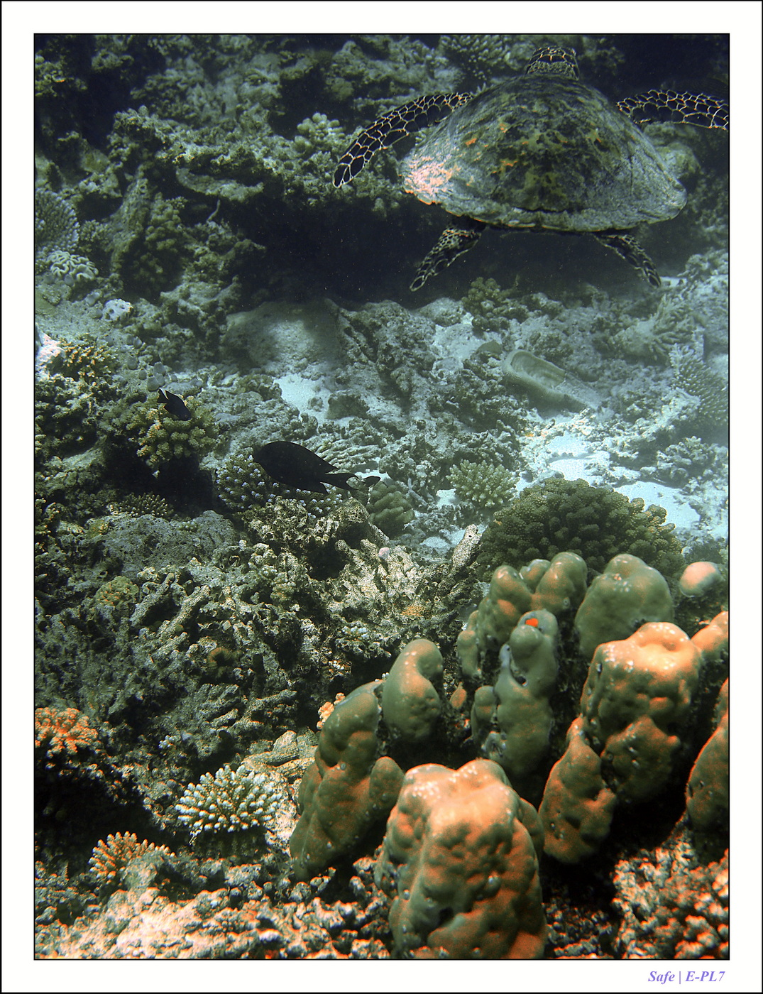 2022 - 07 - snorkeling Maldives - 032